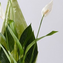 Calla Lily